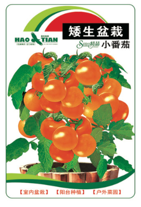 矮生盆栽小番茄